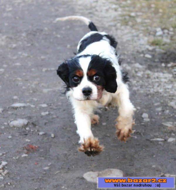 Trevor - King Charles Spanel - pes