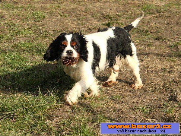Trevor - King Charles Spanel - pes