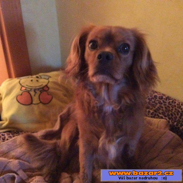 Bady - Kavalír King Charles - pes