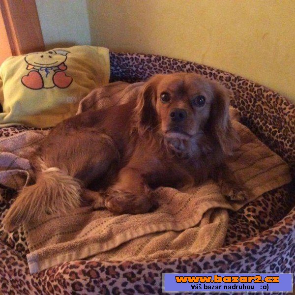 Bady - Kavalír King Charles - pes