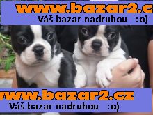Bostonský teriér - štenata s PP
