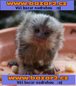 2 Díte Kosman Zakrslý Opice Pro Prodej
