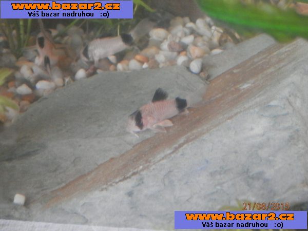 Corydoras fešáček PANDA