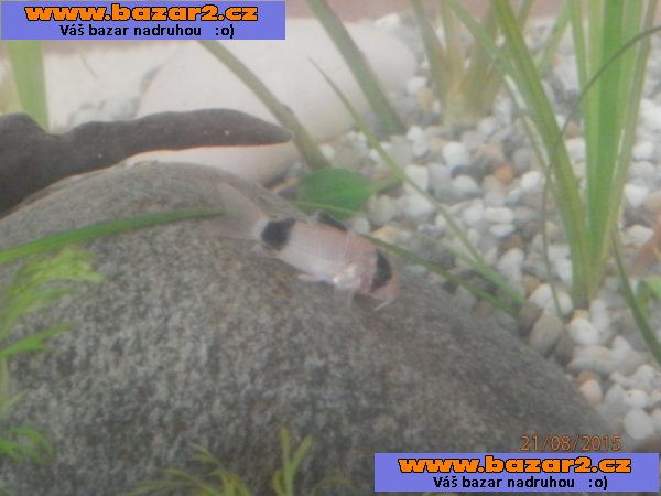 Corydoras fešáček PANDA