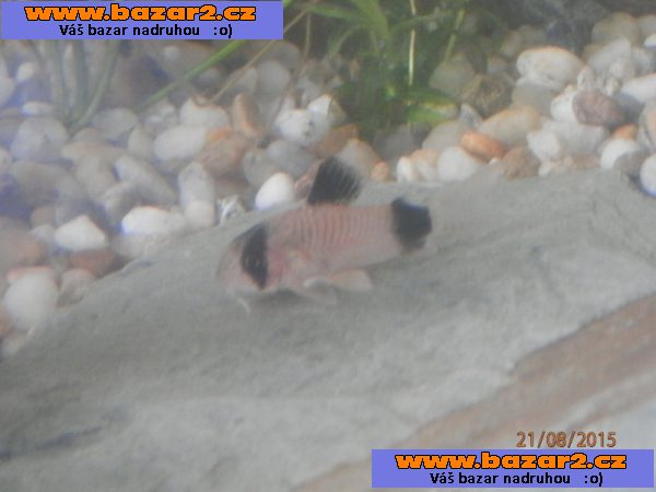 Corydoras fešáček PANDA