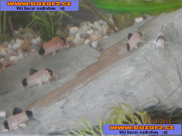 Corydoras fešáček PANDA