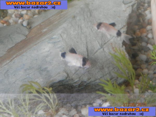 Corydoras fešáček PANDA