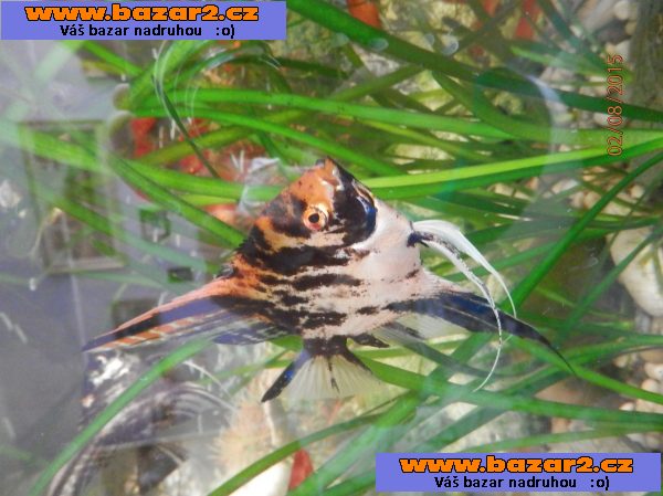 Pterophyllum Scallare Marmor Gold