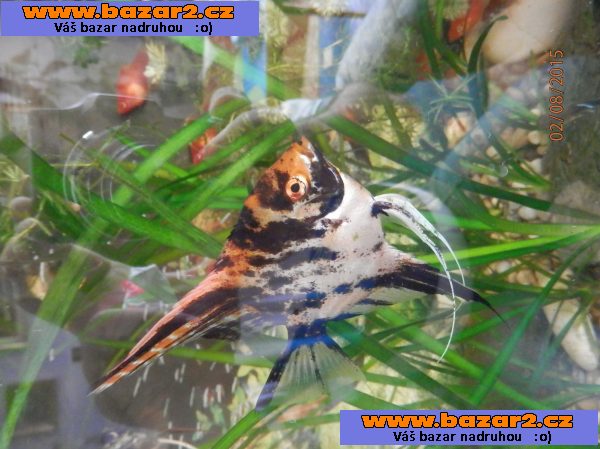 Pterophyllum Scallare Marmor Gold