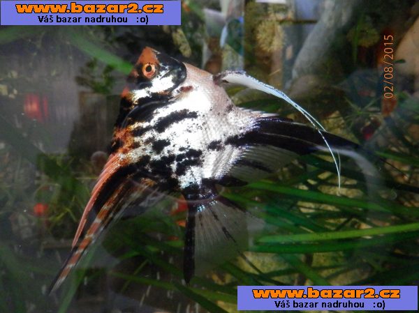Pterophyllum Scallare Marmor Gold