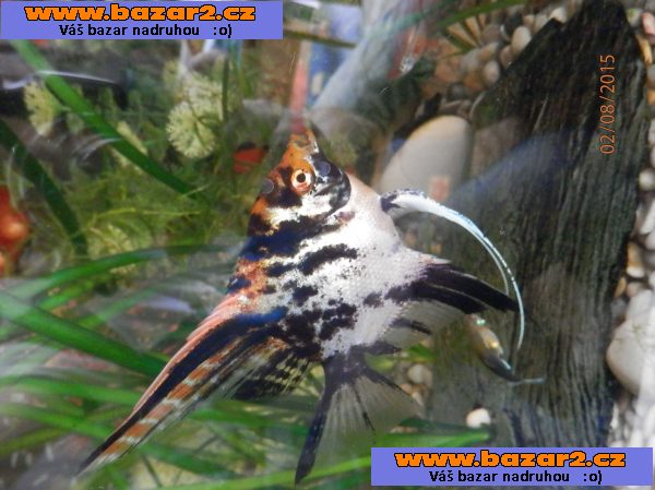 Pterophyllum Scallare Marmor Gold