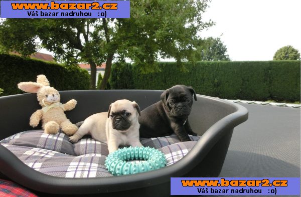 Mops štenata na prodej   