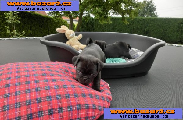 Mops štenata na prodej   