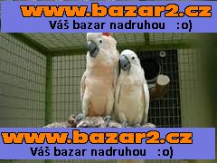 2 Deštník kakadu papoušku s dokumentem