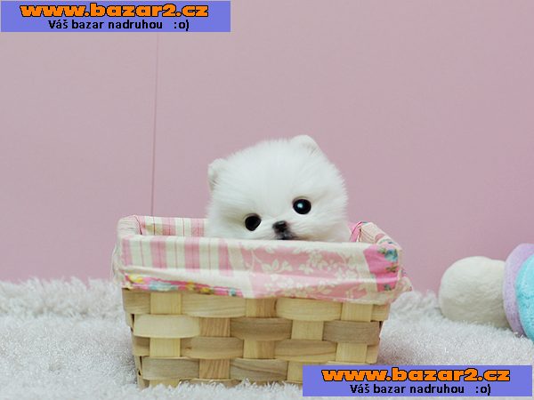 *** Pomeranian štěňata, muž & žena, 3 měsíce *** 
