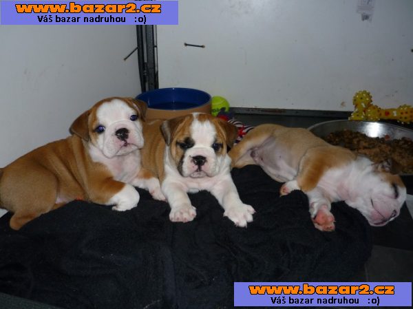 Anglický buldog štěňata
