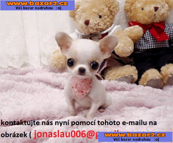  čivava štěně k dispozici