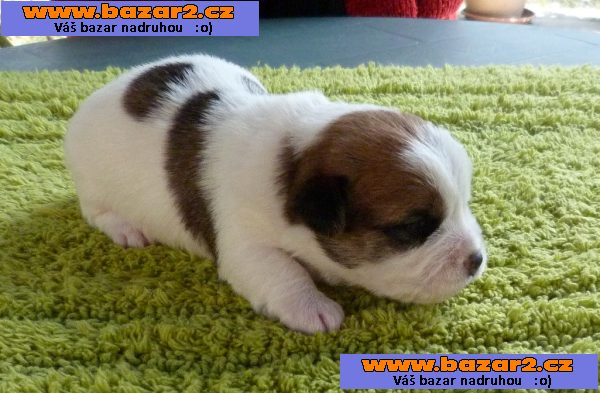 Jack russell terrier