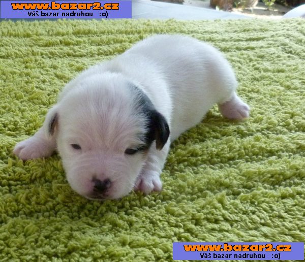 Jack russell terrier