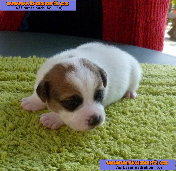 Jack russell terrier