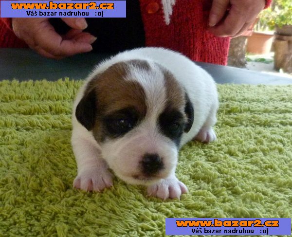 Jack russell terrier