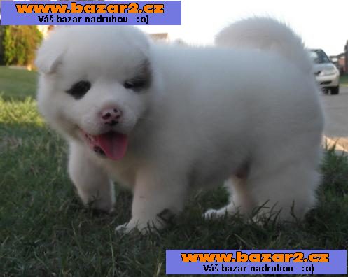 Akita Inu Štěňata na prodej