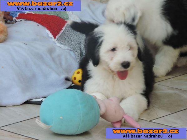 Pozoruhodné Bobtail  Štěňata