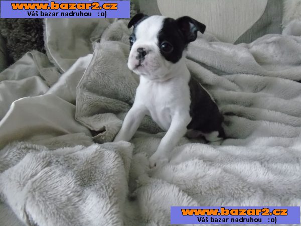 Boston terrier Štěňata