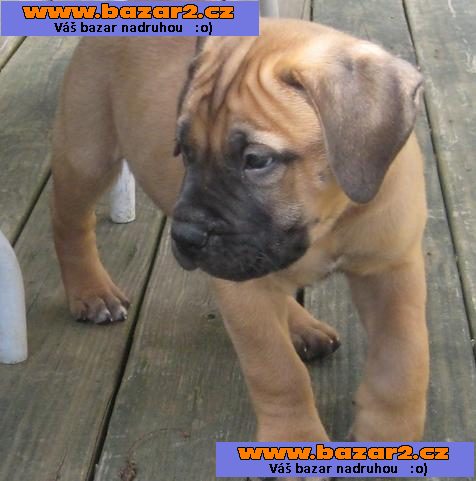 Bullmastiff Štěňata
