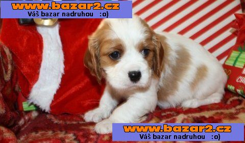 Kavalír king Charles španěl Štěňata