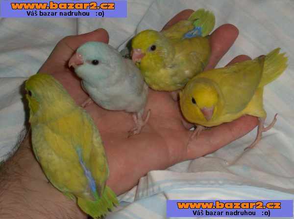 Papoušíček Šedokřídlý - Papoušíček Brýlatý ( forpus )