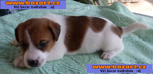 Jack Russell Terrier