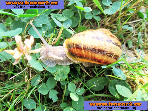 ŠNEK CHOVNÝ KAVIÁROVÝ HELIX ASPERSA MAXIMA