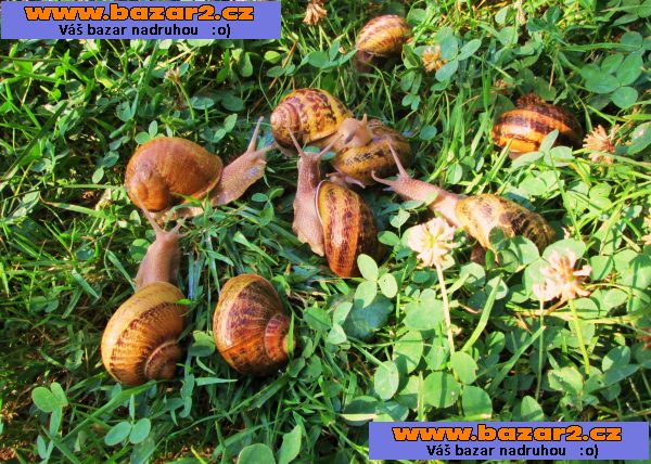 šnek  HELIX ASPERSA MAXIMA