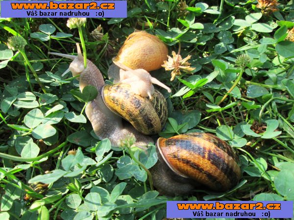 šnek  HELIX ASPERSA MAXIMA