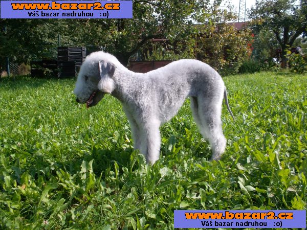 štěně bedlington teriéra