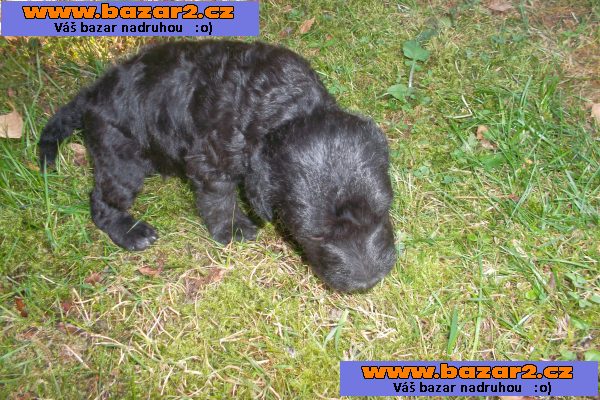 štěně bedlington teriéra