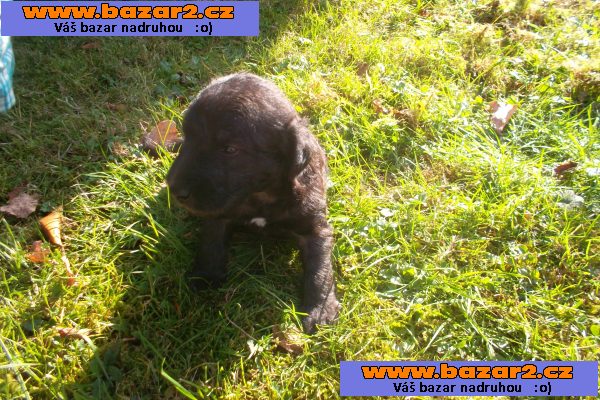 štěně bedlington teriéra
