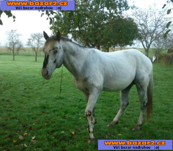 Appaloosa Hřebec k připouštění- BAREVNÍ POTOMCI