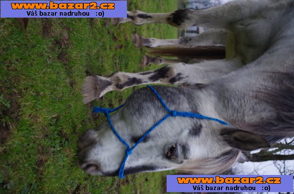 Appaloosa Hřebec k připouštění- BAREVNÍ POTOMCI