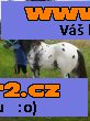 Appaloosa Hřebec k připouštění- BAREVNÍ POTOMCI