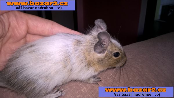 osmak degu strakatý