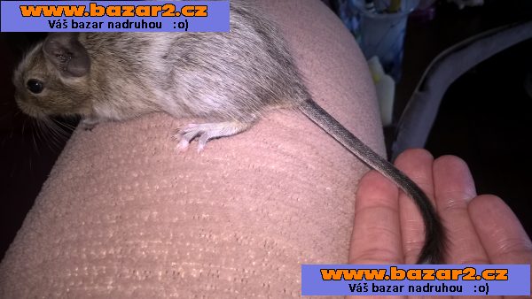 osmak degu strakatý