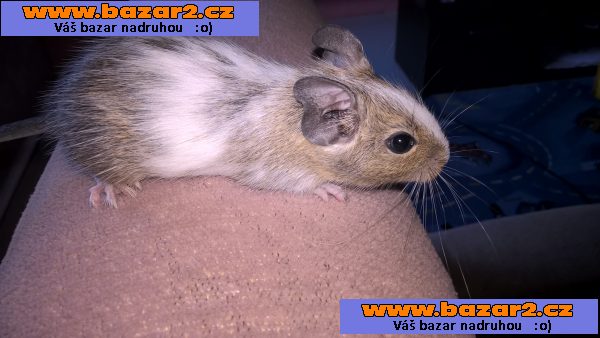 osmak degu strakatý
