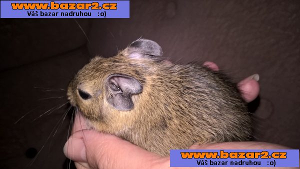 osmak degu strakatý