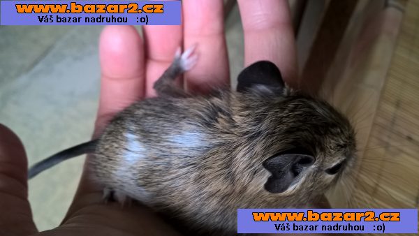 osmak degu strakatý 2