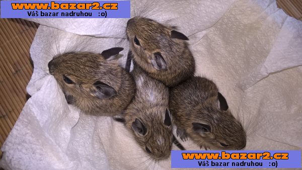 osmak degu strakatý 2