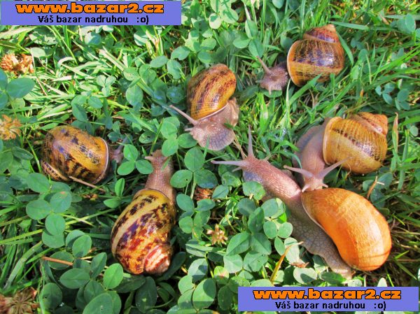 ŠNEK HELIX ASPERSA MAXIMA