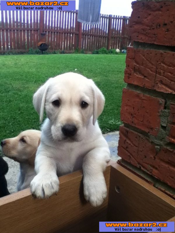 Labrador štěně s PP