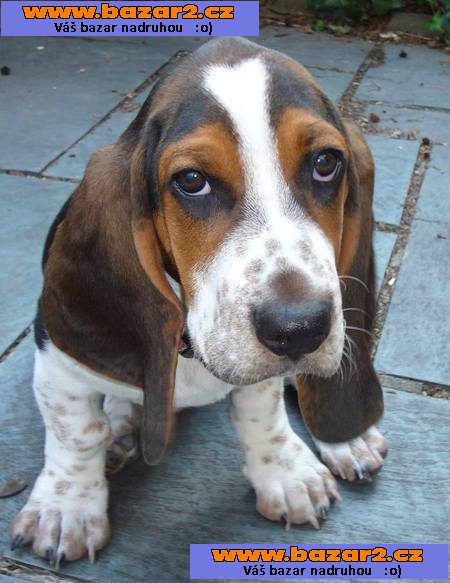 Basset štěňata na prodej